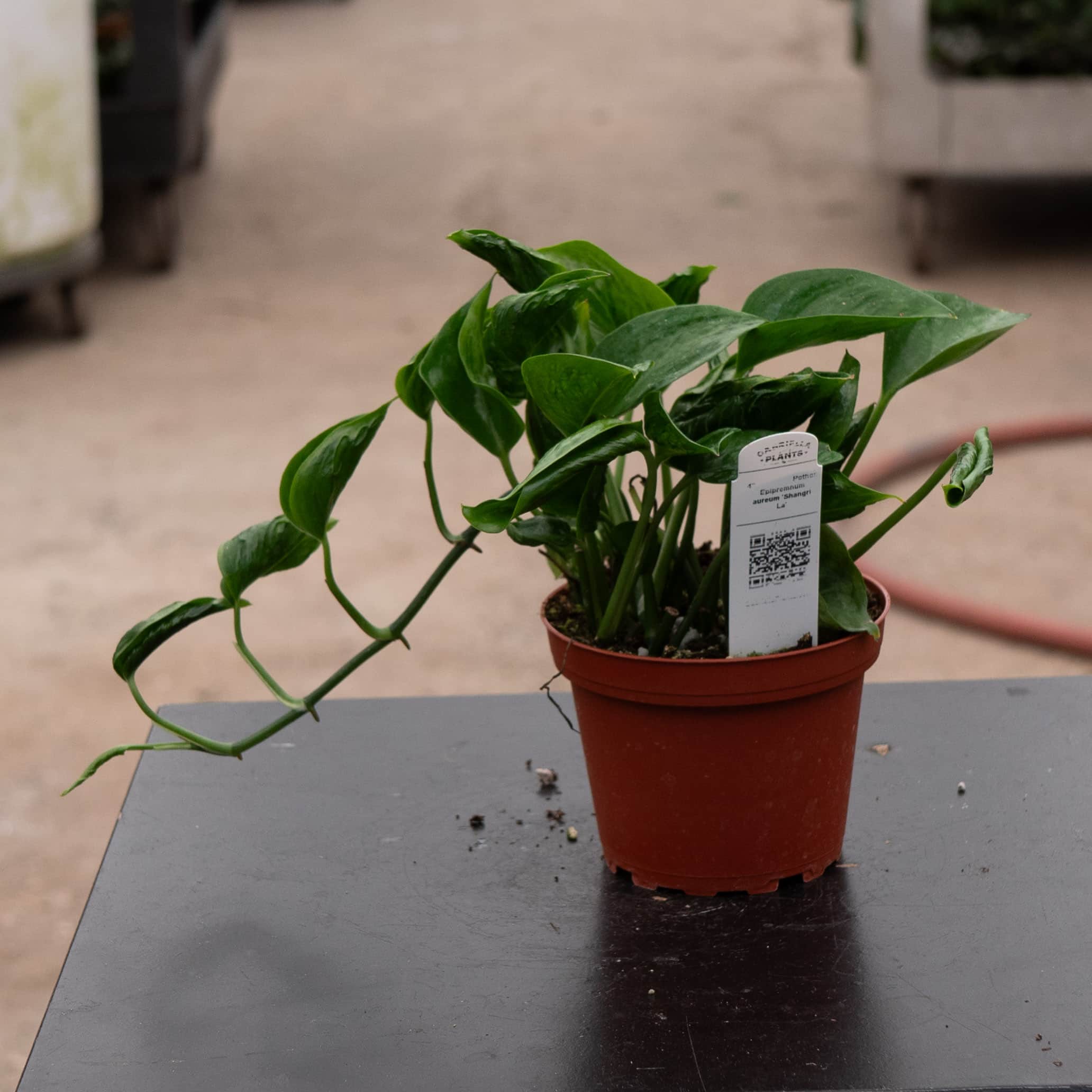 indoor pothos plants Pothos Epipremnum aureum 'Shangri La'
