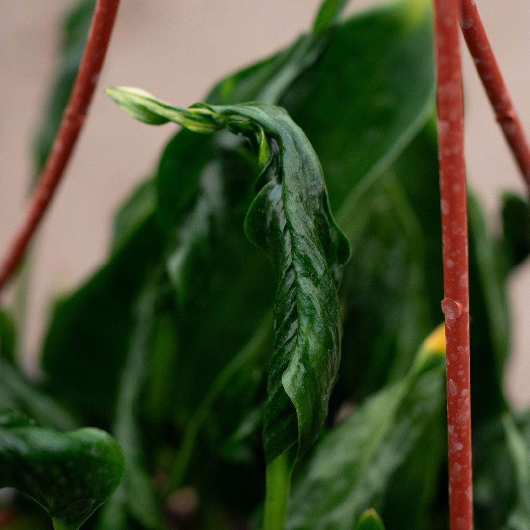 Gabriella Plants Pothos Pothos Epipremnum aureum 'Shangri Ooh La La'