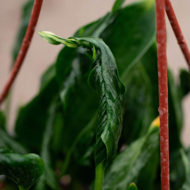 Gabriella Plants Pothos Pothos Epipremnum aureum 'Shangri Ooh La La'