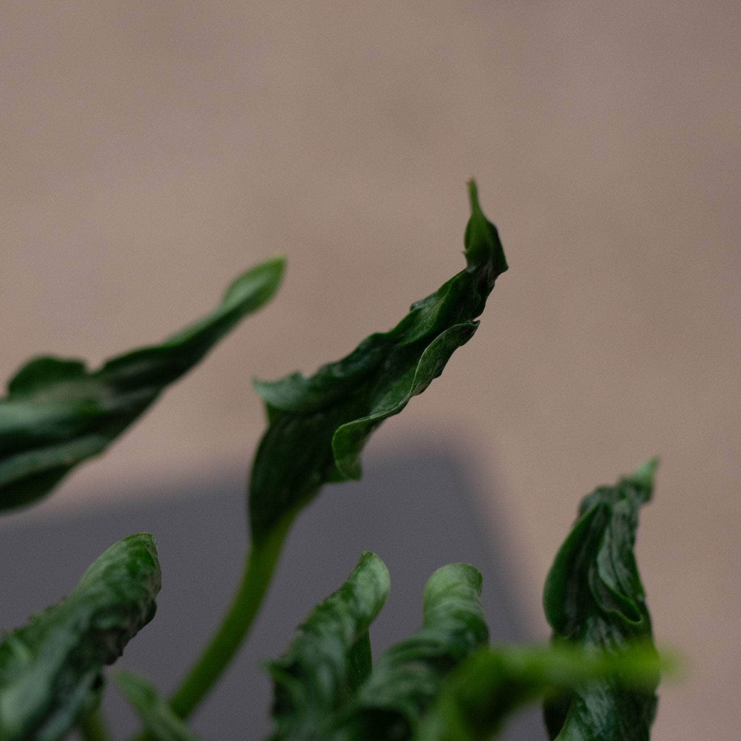 Gabriella Plants Pothos Pothos Epipremnum aureum 'Shangri Ooh La La'