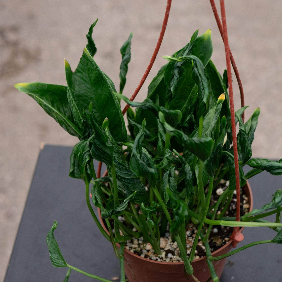 shangrila pothos Pothos Epipremnum aureum 'Shangri Ooh La La'