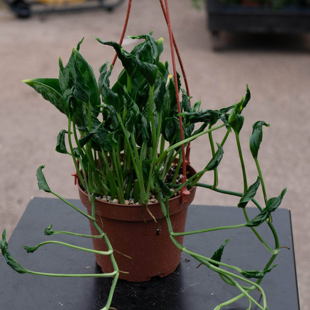shangri pothos Pothos Epipremnum aureum 'Shangri Ooh La La'