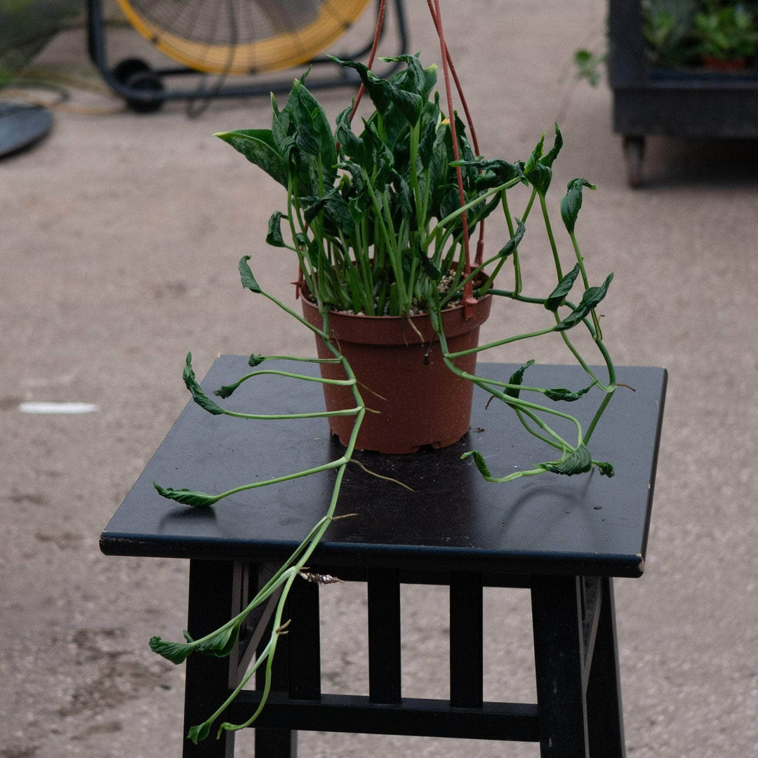 pothos fern Pothos Epipremnum aureum 'Shangri Ooh La La'