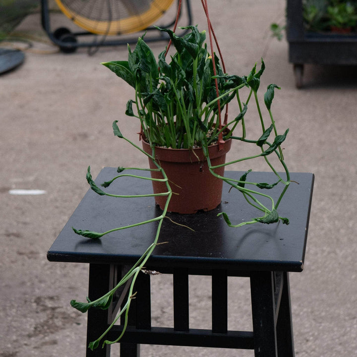 Gabriella Plants Pothos Pothos Epipremnum aureum 'Shangri Ooh La La'
