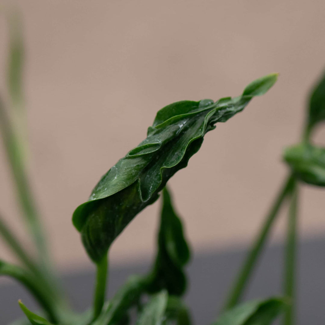 basil pothos Pothos Epipremnum aureum 'Shangri Ooh La La'