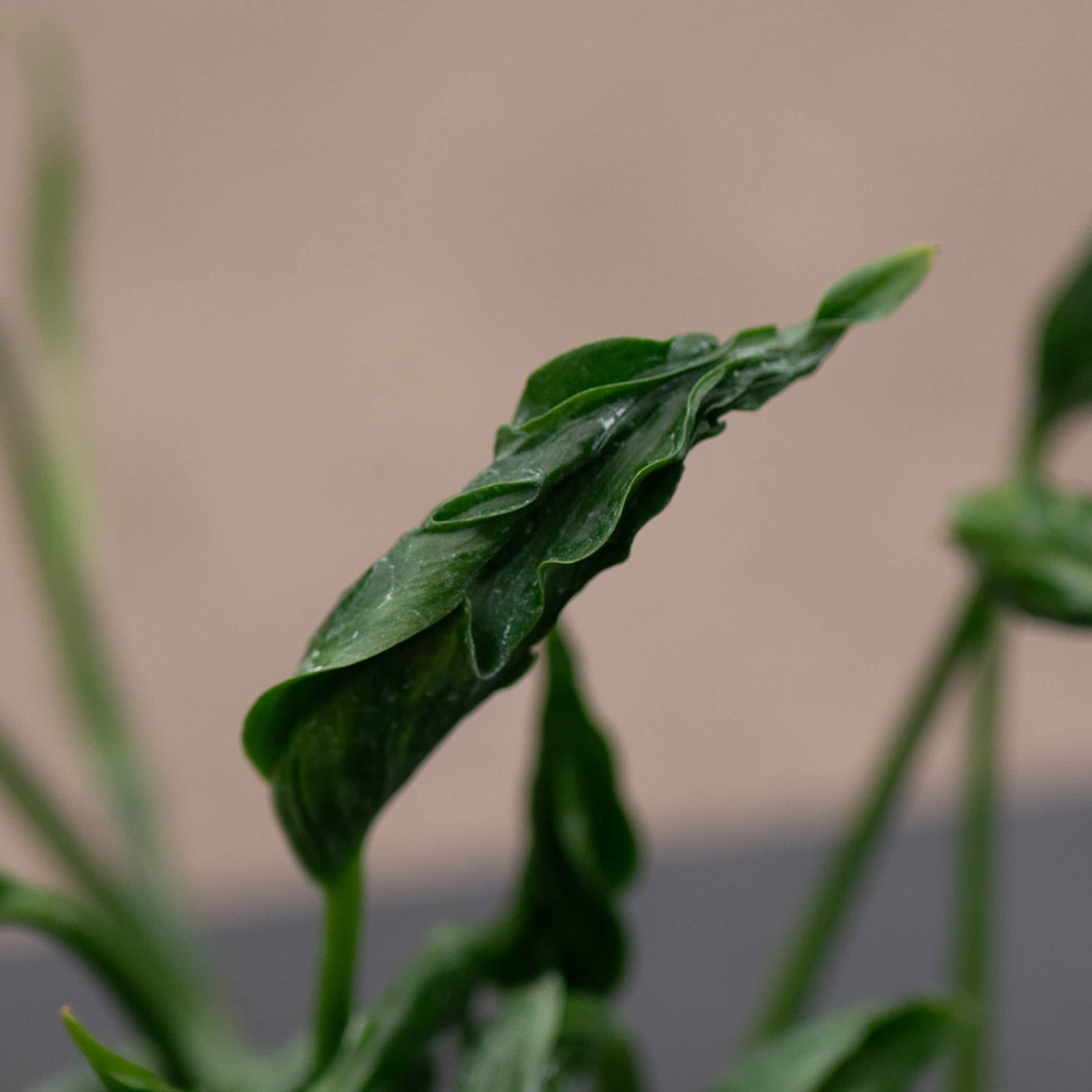 pothos 'shangri ooh la la' Pothos Epipremnum aureum 'Shangri Ooh La La'