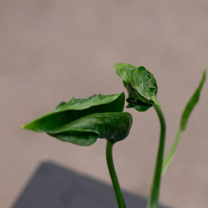 Gabriella Plants Pothos Pothos Epipremnum aureum 'Shangri Ooh La La'