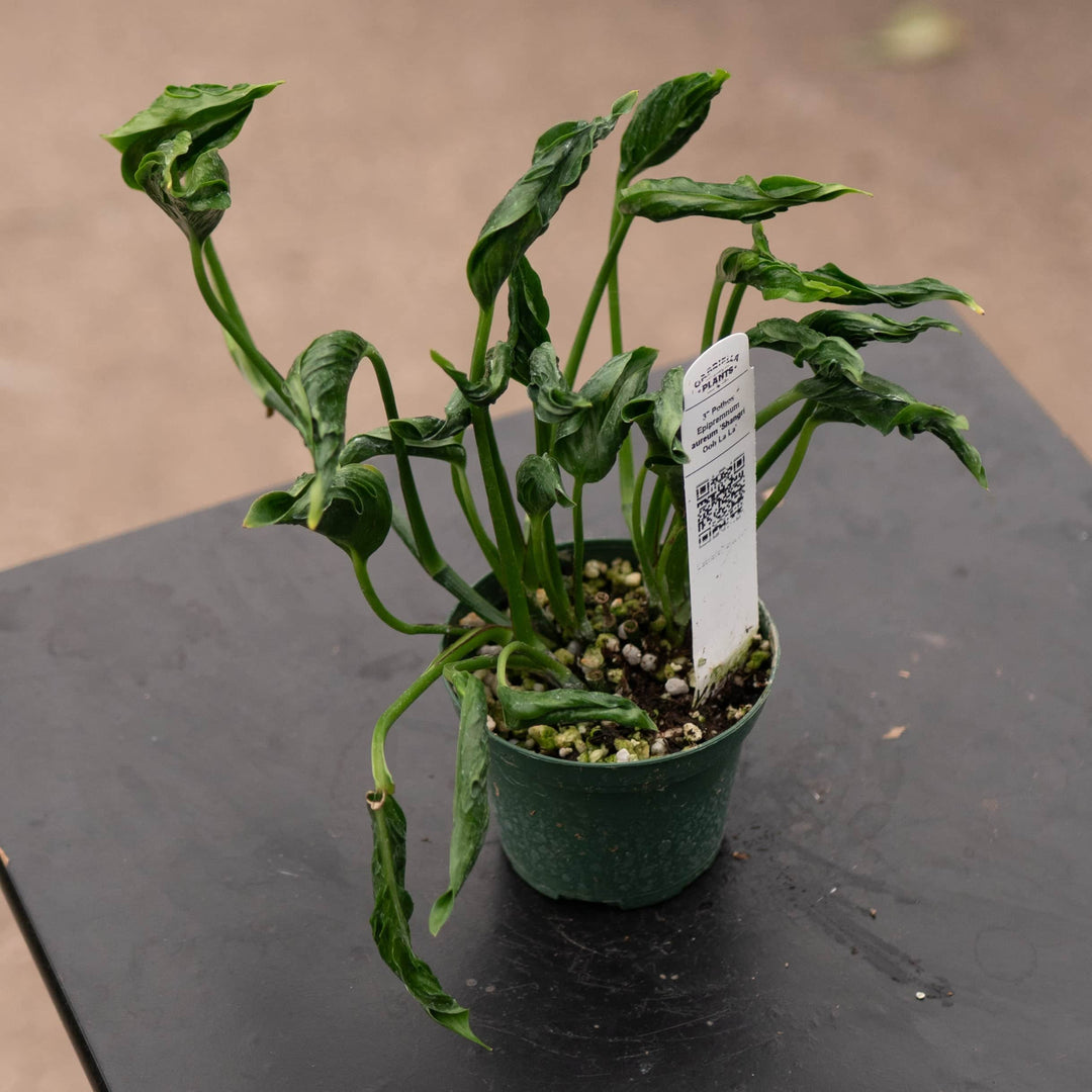 variegated shangri la pothos Pothos Epipremnum aureum 'Shangri Ooh La La'