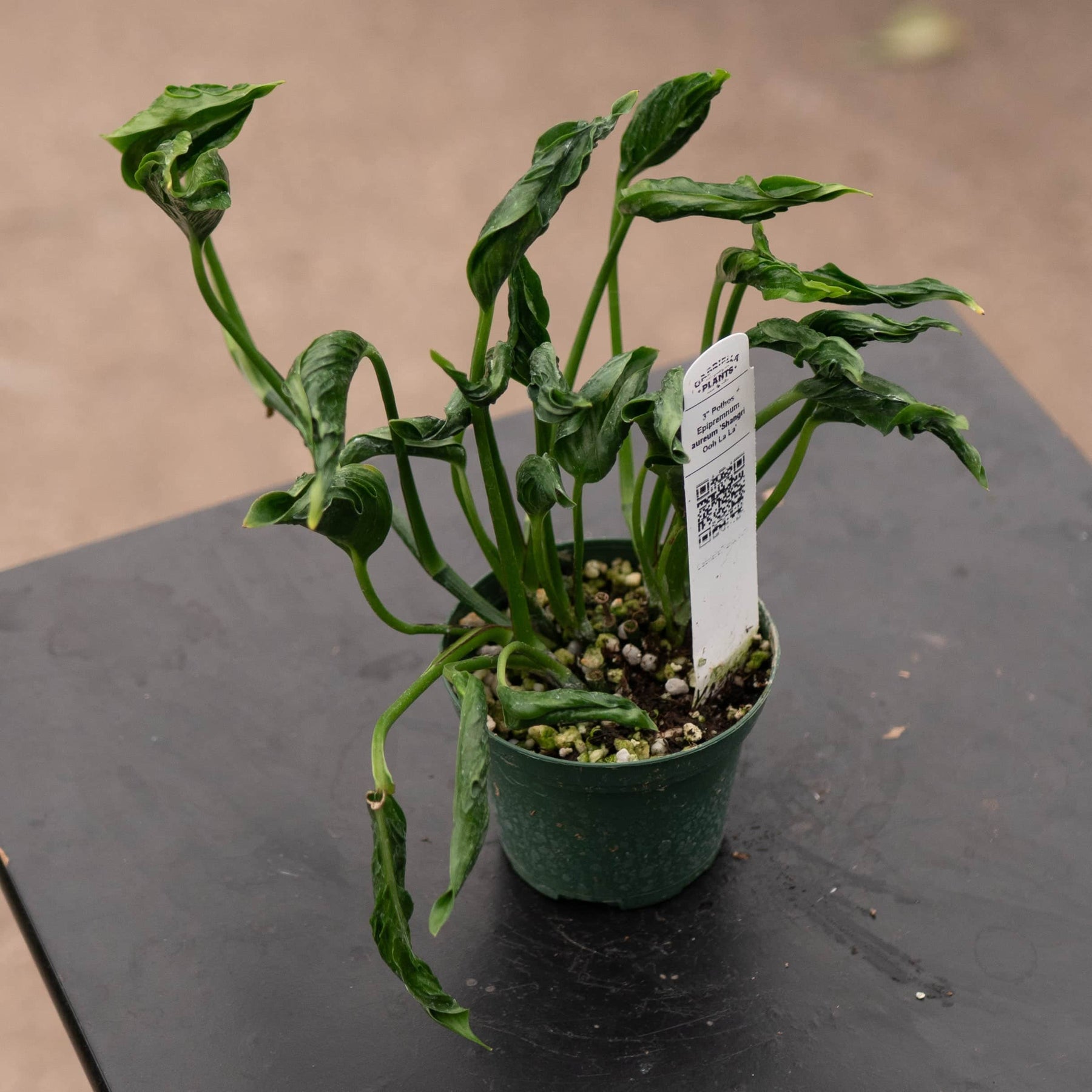 pothos shangri la mature Pothos Epipremnum aureum 'Shangri Ooh La La'