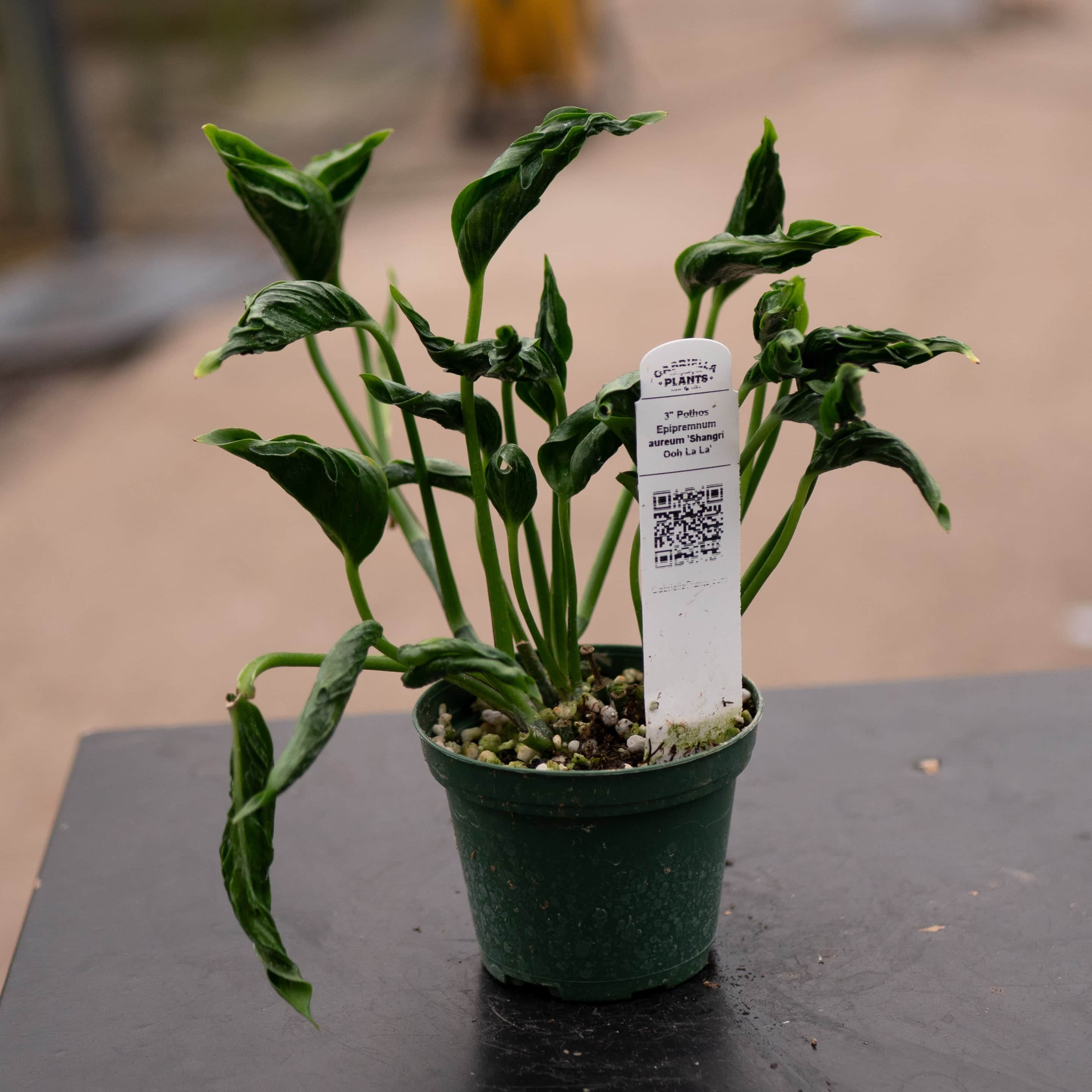 Pothos Epipremnum aureum 'Shangri Ooh La La'