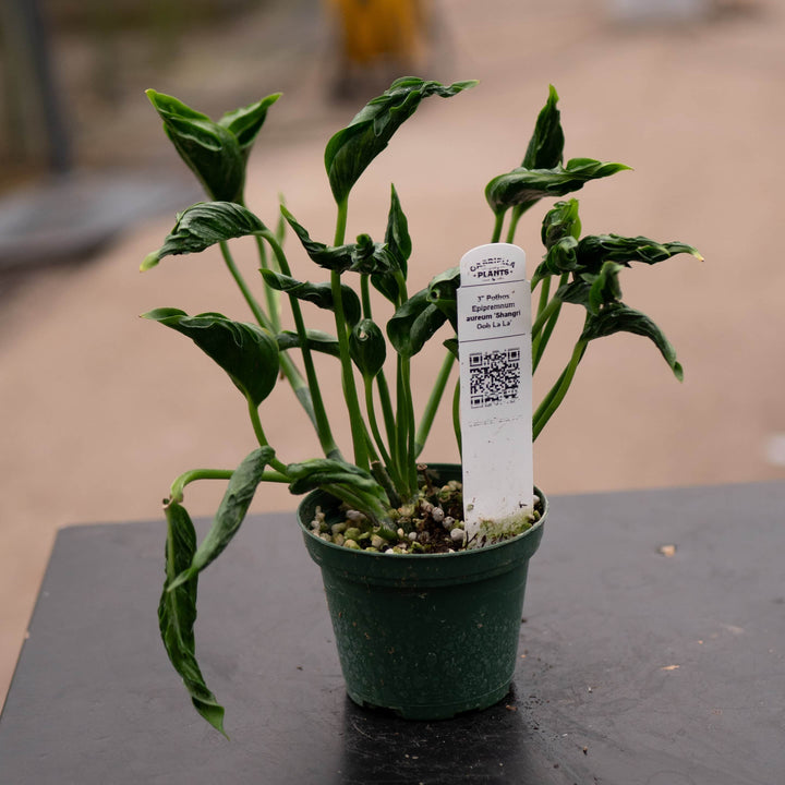 Gabriella Plants Pothos 3" Pothos Epipremnum aureum 'Shangri Ooh La La'