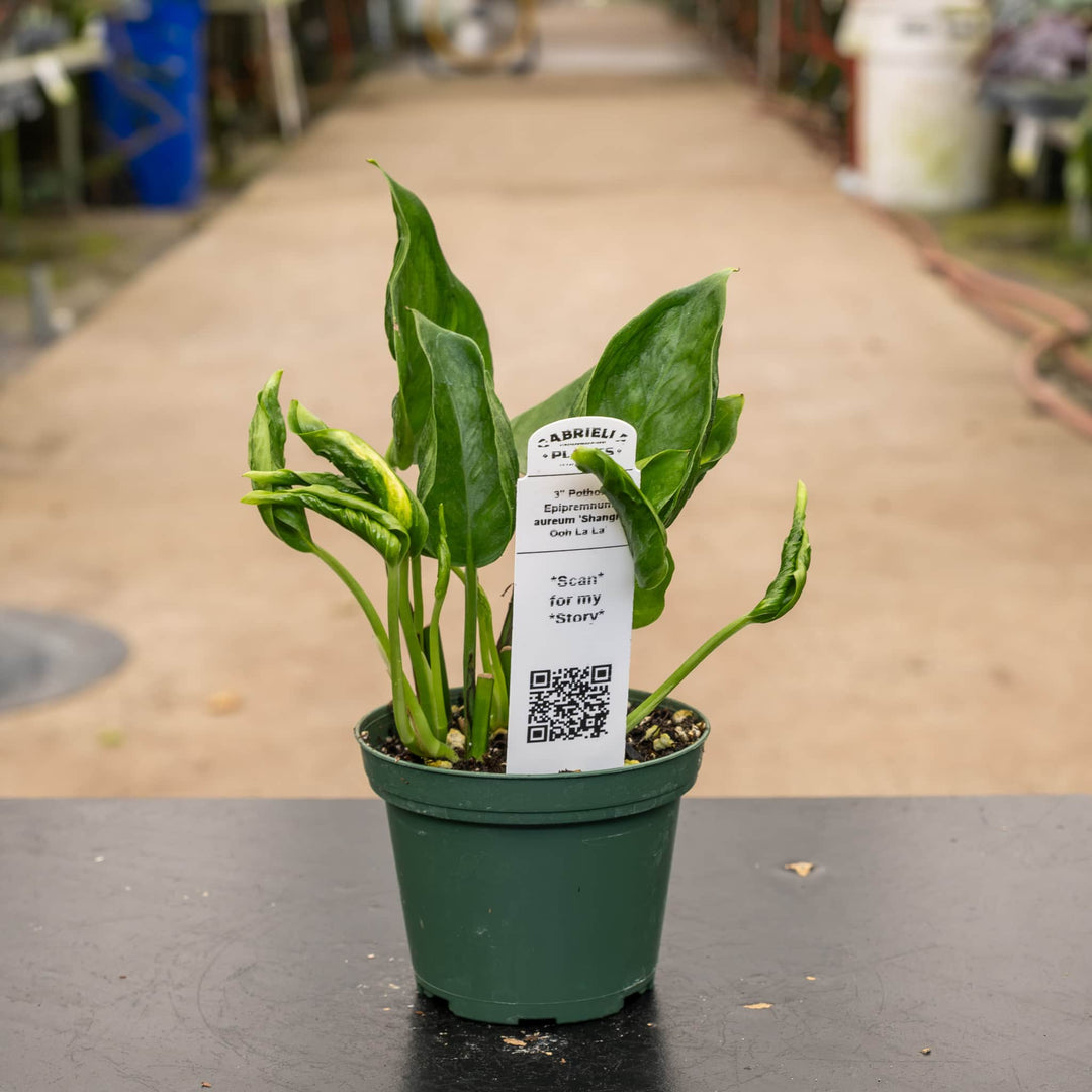 Gabriella Plants Pothos 3" Pothos Epipremnum aureum 'Shangri Ooh La La'