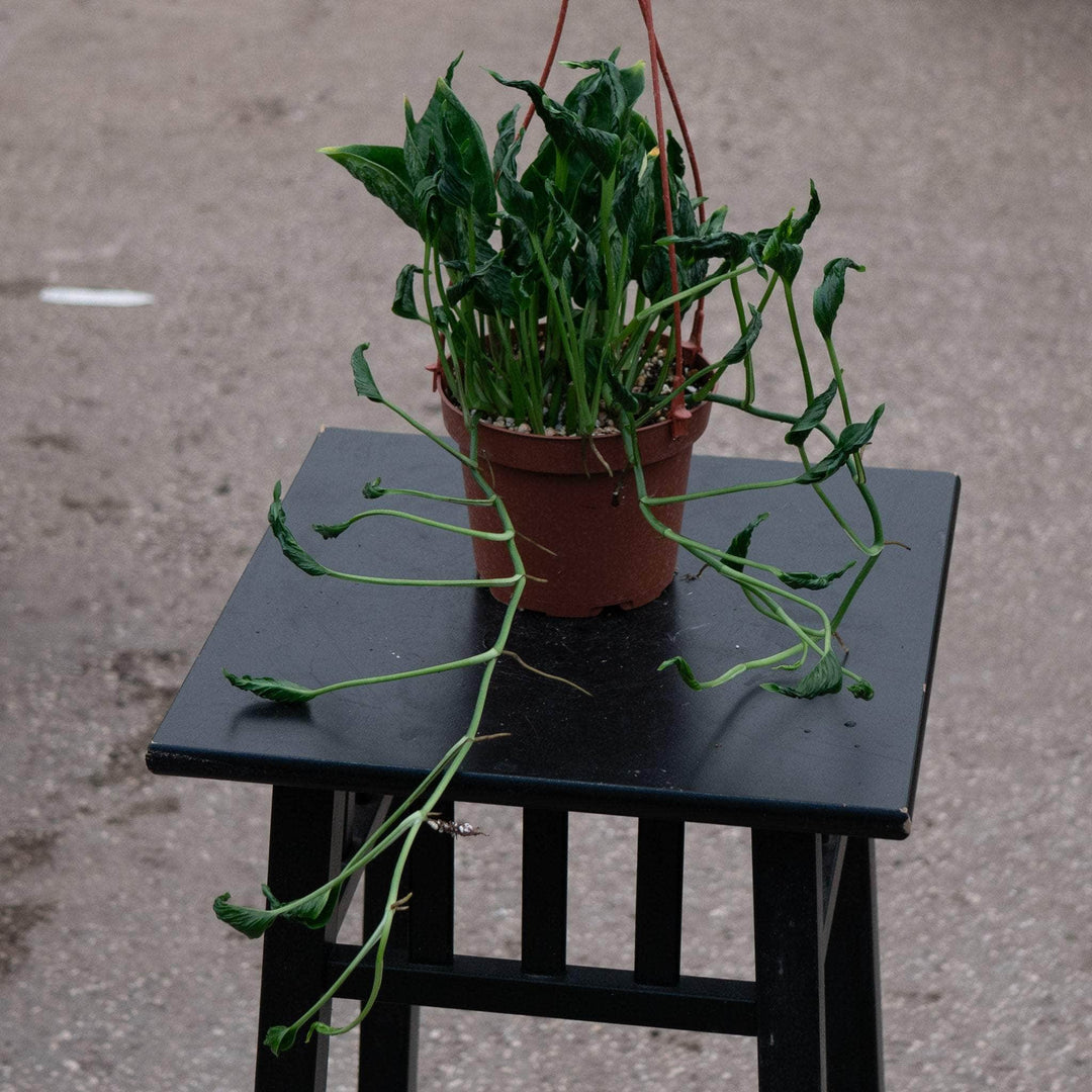 Gabriella Plants Pothos 5" Pothos Epipremnum aureum 'Shangri Ooh La La'