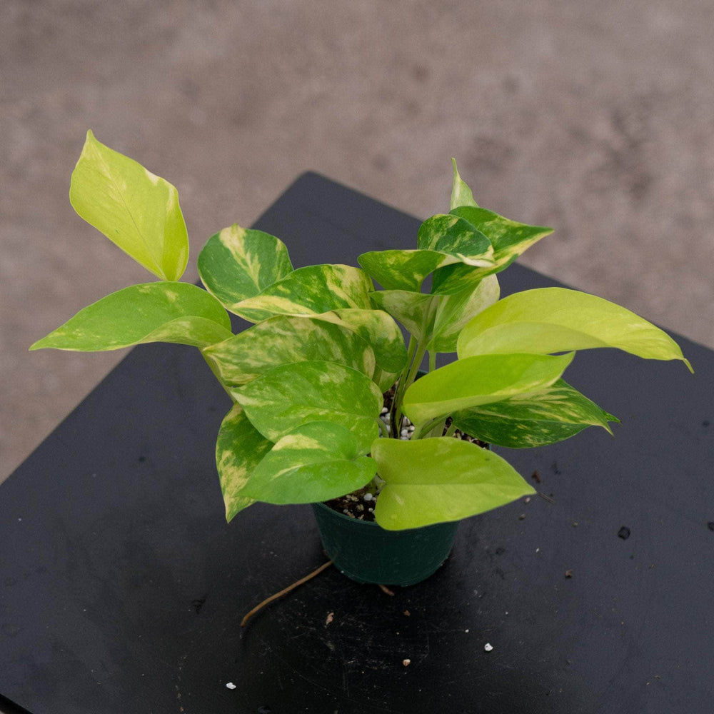 variegated neon pothos for sale Pothos Epipremnum aureum 'Variegated Neon'