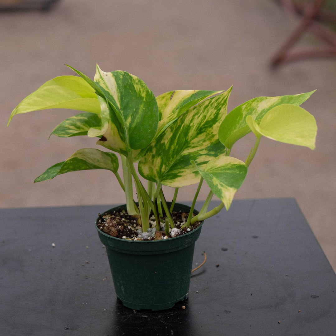 neon pothos variegation Pothos Epipremnum aureum 'Variegated Neon'