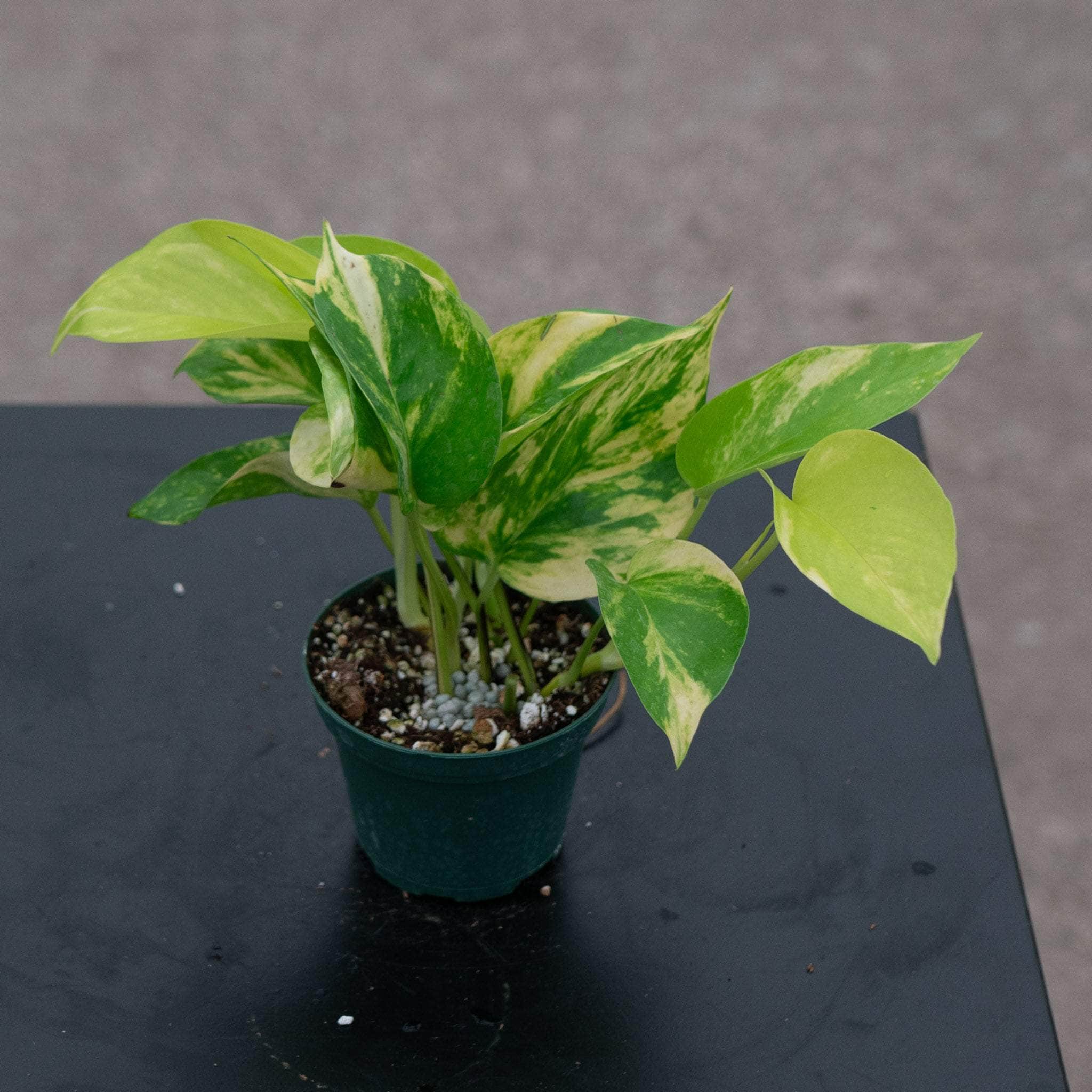 Pothos Epipremnum aureum 'Variegated Neon'