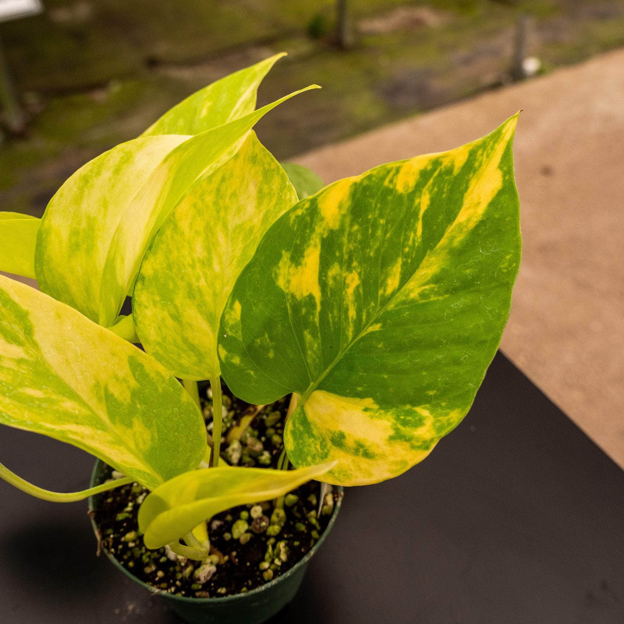 Gabriella Plants Pothos 3" Pothos Epipremnum aureum 'Variegated Neon'