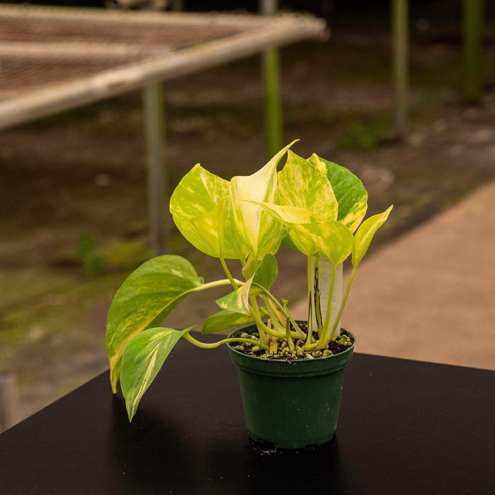 Gabriella Plants Pothos Pothos Epipremnum aureum 'Variegated Neon'