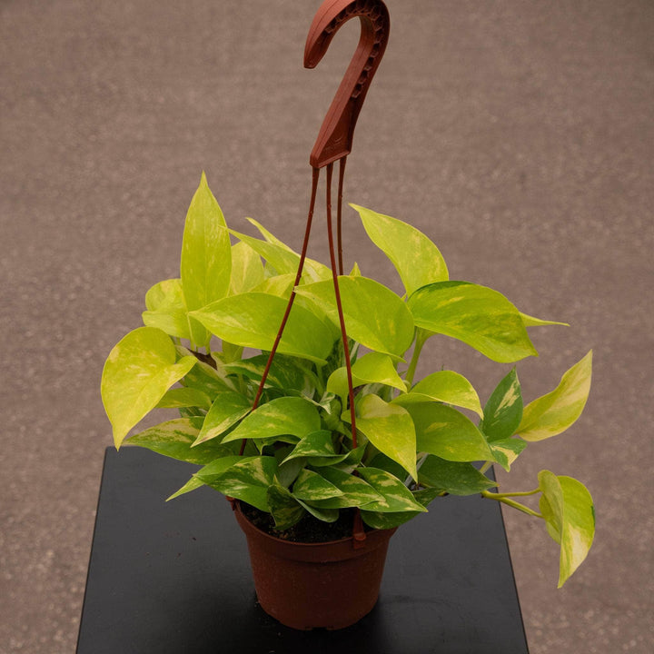 Gabriella Plants Pothos 5" Hanging Basket Pothos Epipremnum aureum 'Variegated Neon'