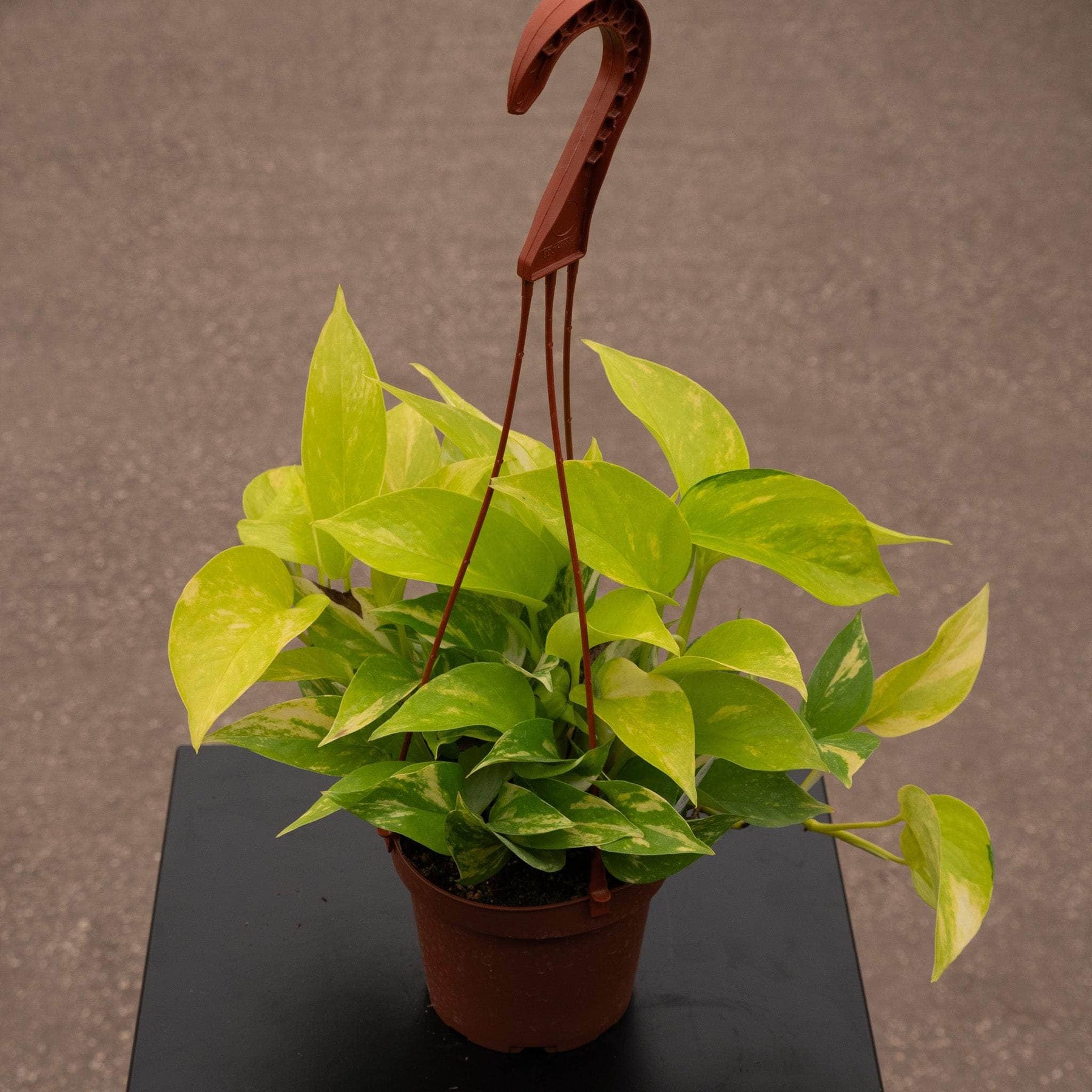 variegated pothos for sale Pothos Epipremnum aureum 'Variegated Neon'