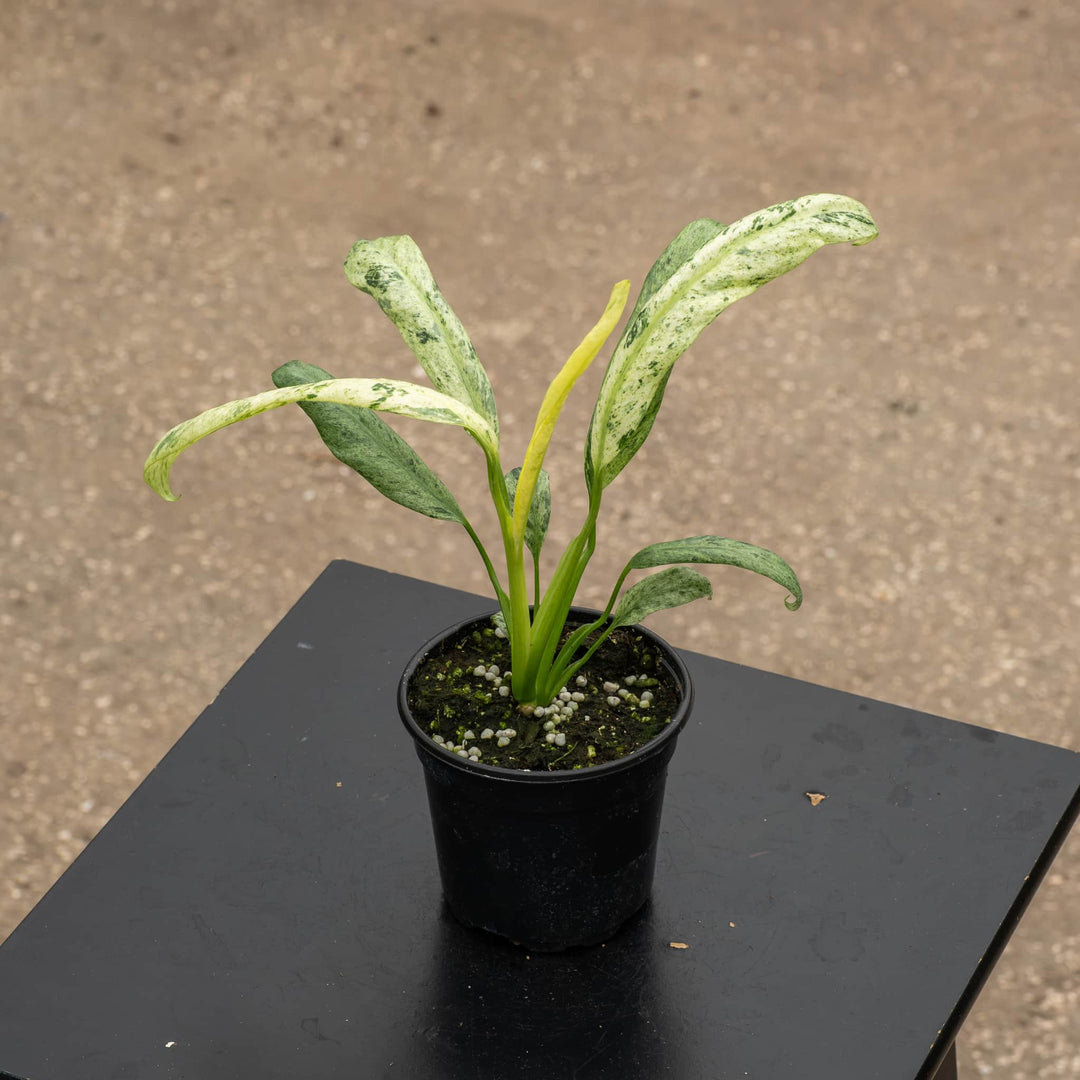 Gabriella Plants Pothos 4" Pothos Epipremnum giganteum &