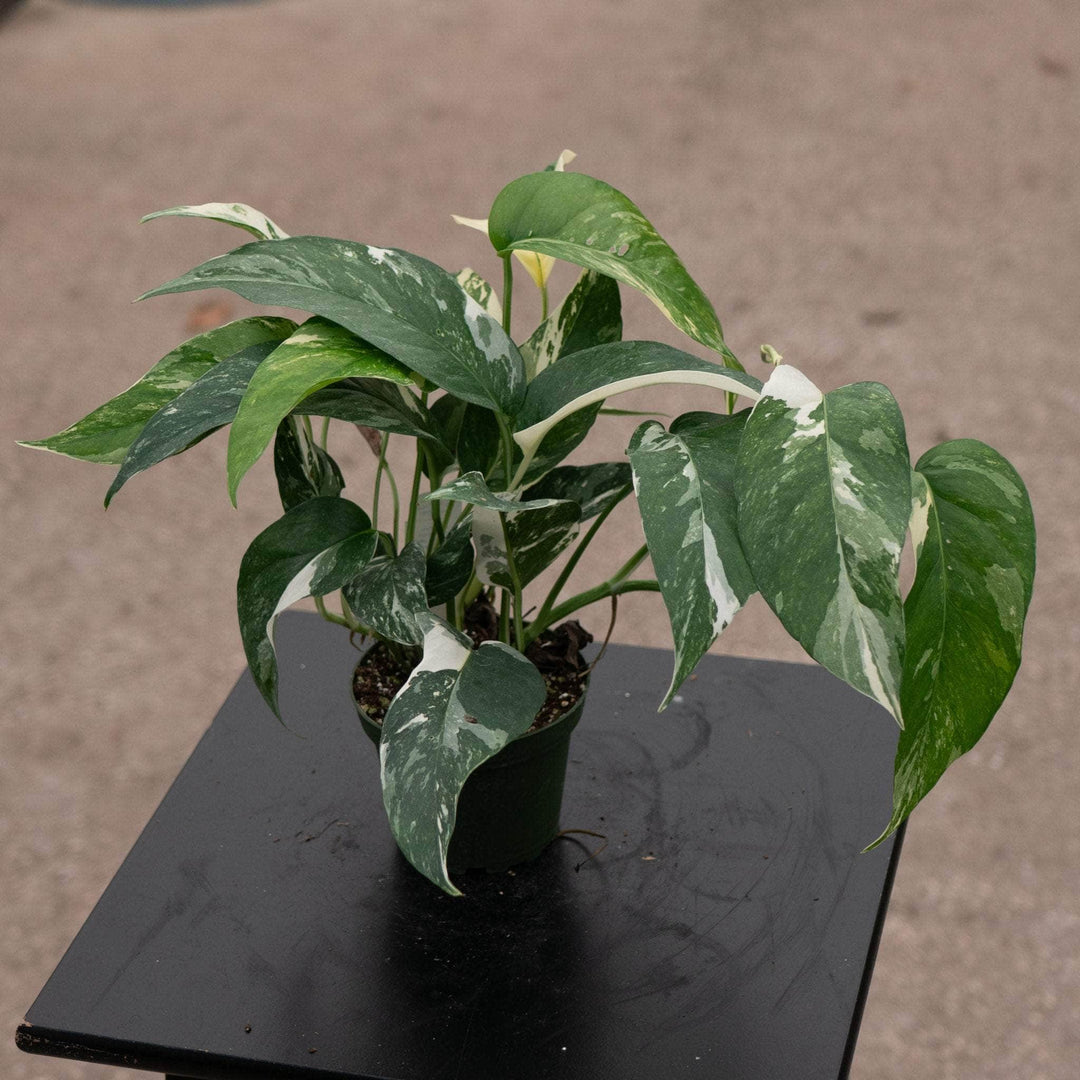 is epipremnum pinnatum a pothos Pothos Epipremnum pinnatum albo variegata
