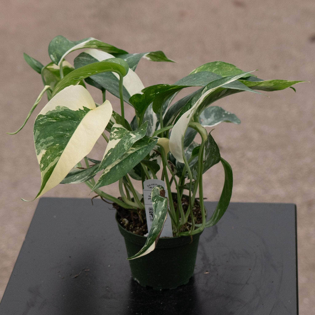 albino pothos Pothos Epipremnum pinnatum albo variegata