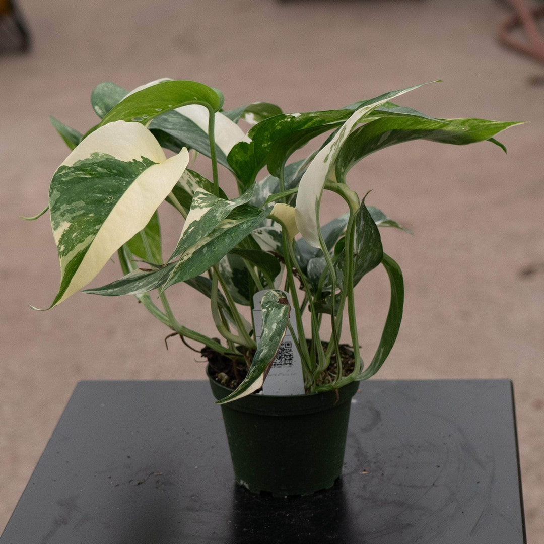 pothos pinnatum Pothos Epipremnum pinnatum albo variegata