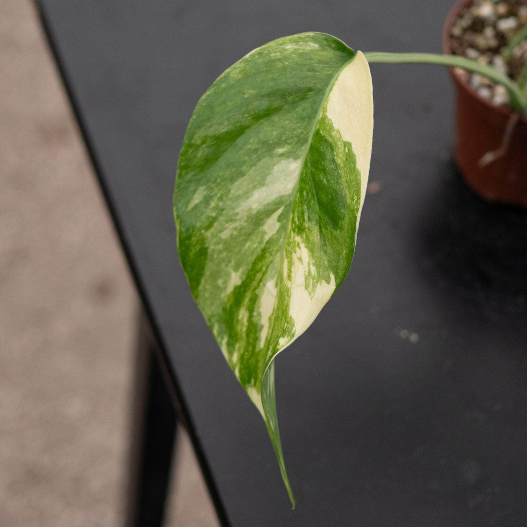Gabriella Plants Pothos Pothos Epipremnum pinnatum albo variegata