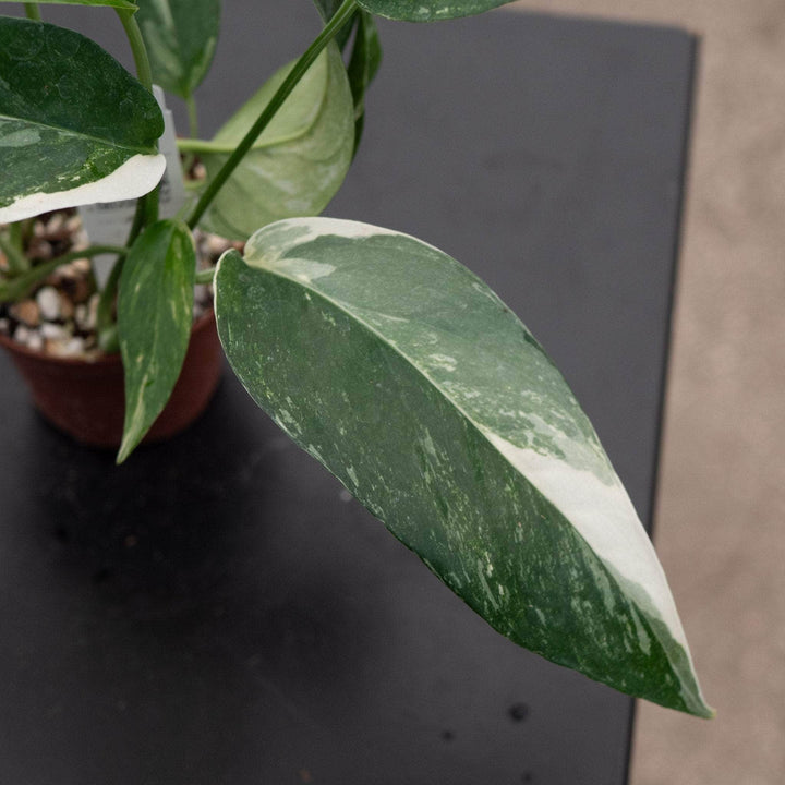 Gabriella Plants Pothos Pothos Epipremnum pinnatum albo variegata