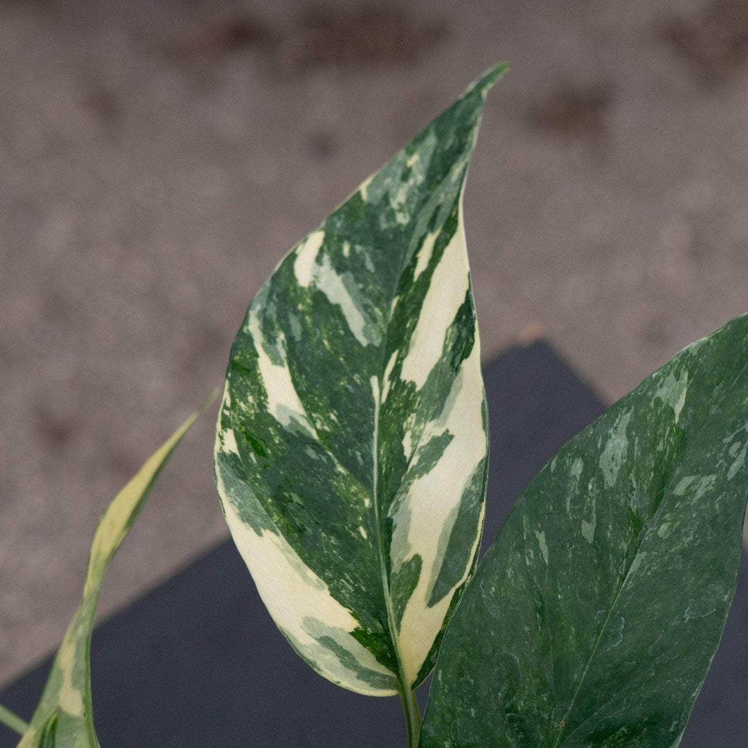 Gabriella Plants Pothos Pothos Epipremnum pinnatum albo variegata