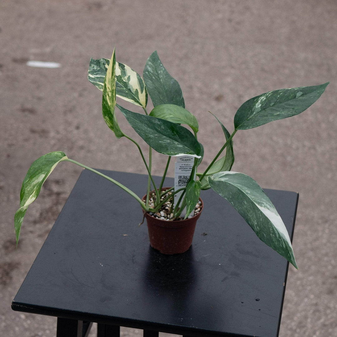 Gabriella Plants Pothos Pothos Epipremnum pinnatum albo variegata