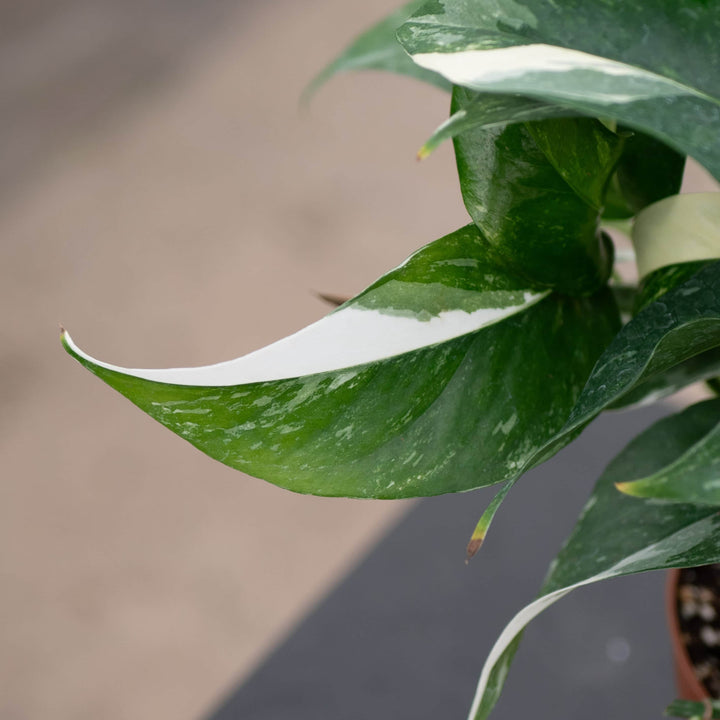 Gabriella Plants Pothos Pothos Epipremnum pinnatum albo variegata