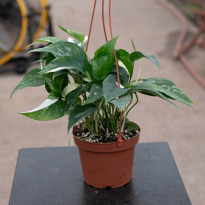 Gabriella Plants Pothos Pothos Epipremnum pinnatum albo variegata