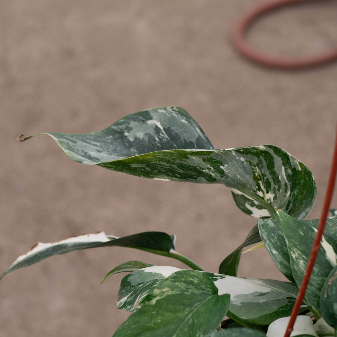 pothos pinnatum albo Pothos Epipremnum pinnatum albo variegata