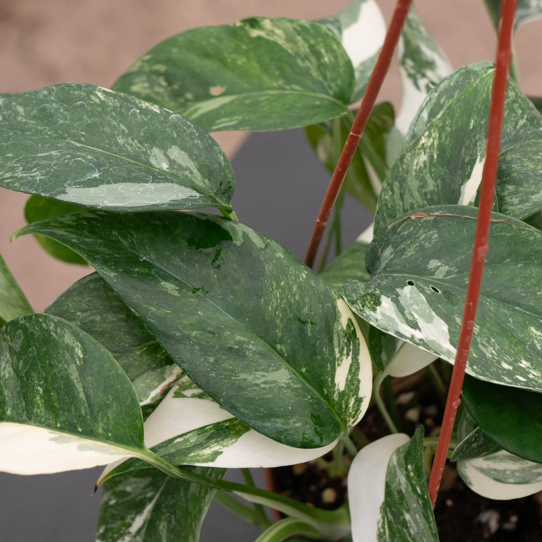 albo pothos plant Pothos Epipremnum pinnatum albo variegata