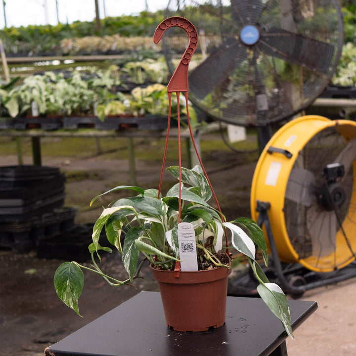 Gabriella Plants Pothos Pothos Epipremnum pinnatum albo variegata