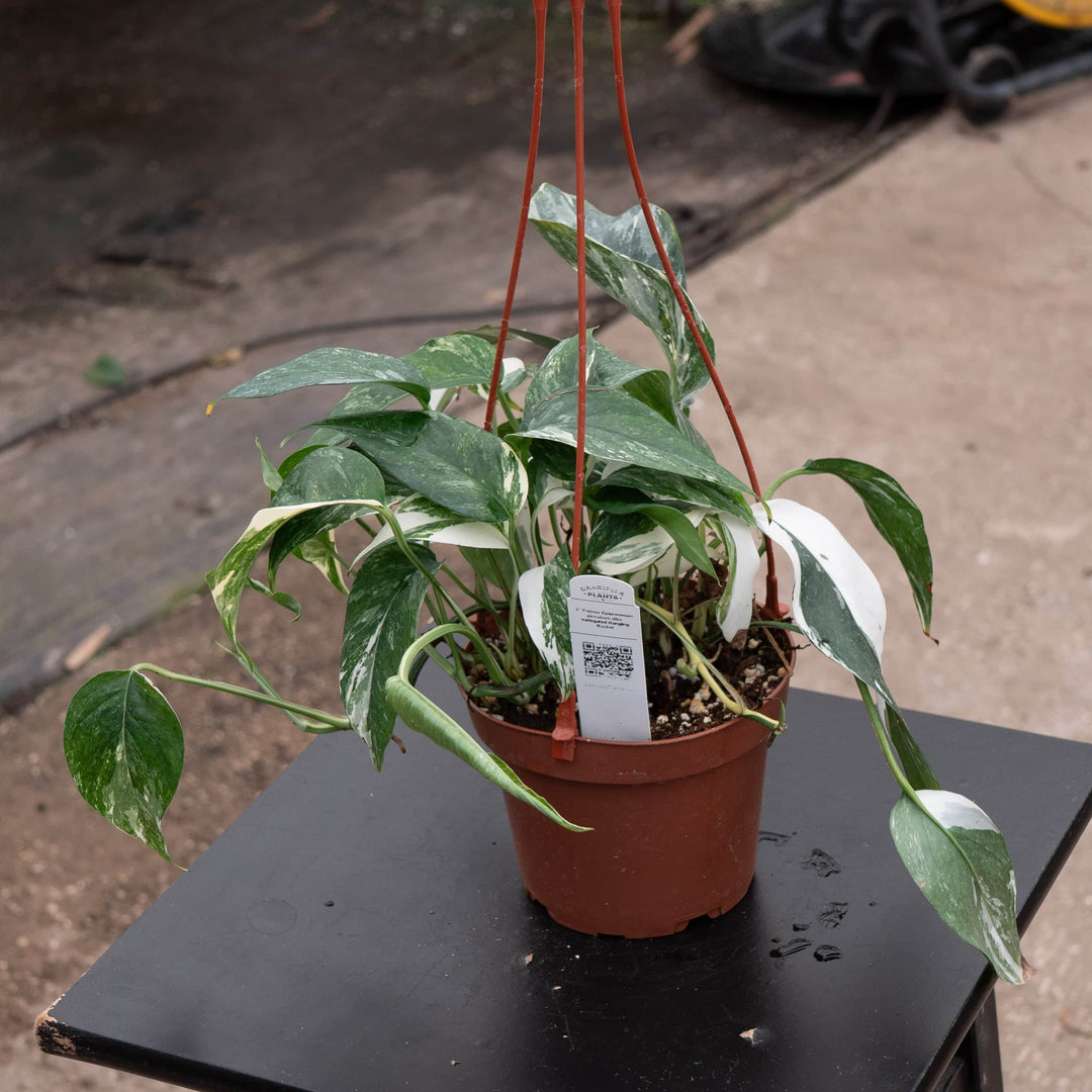 pothos pinnatum albo Pothos Epipremnum pinnatum albo variegata