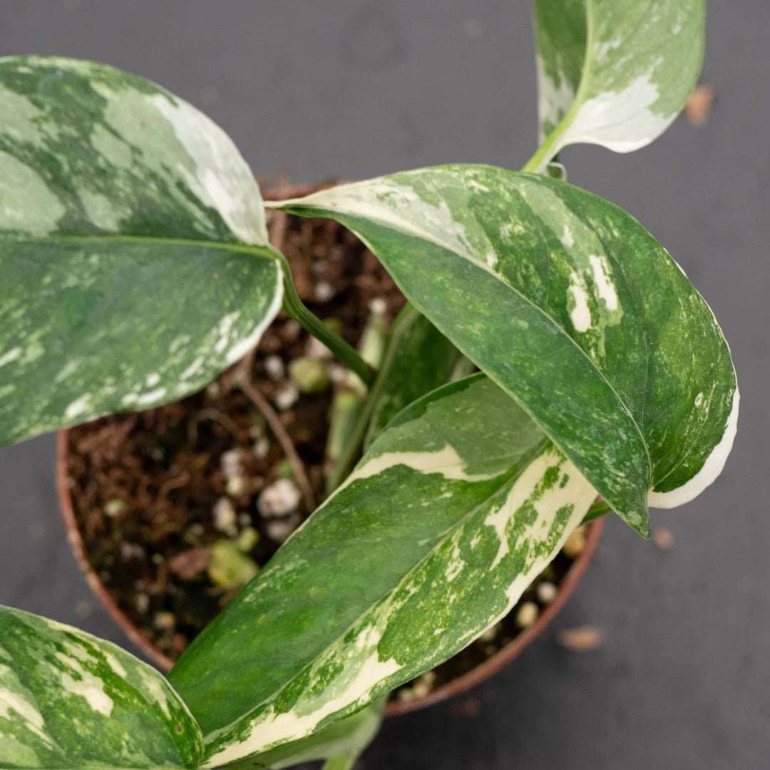 philodendron albo variegata Pothos Epipremnum pinnatum albo variegata