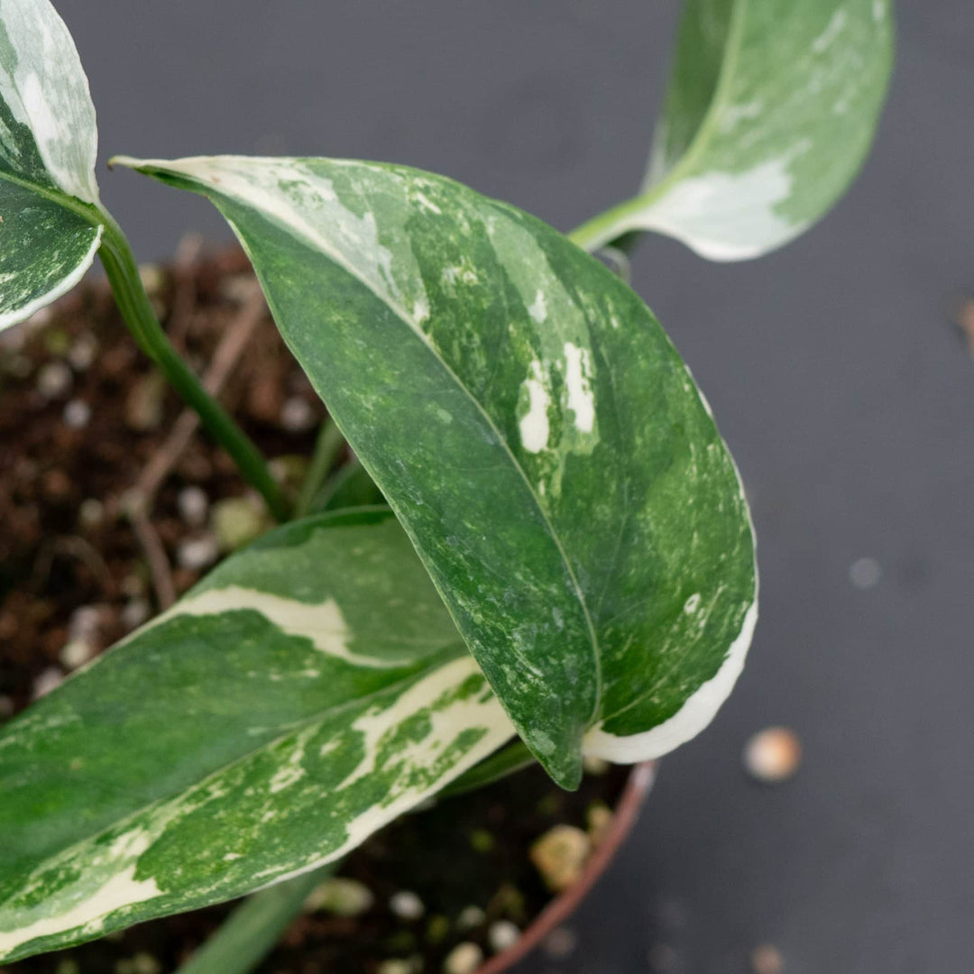 variegated white pothos Pothos Epipremnum pinnatum albo variegata