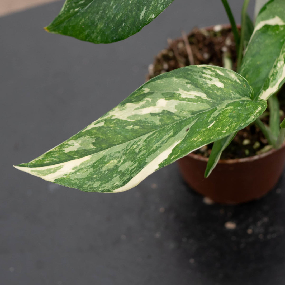 variegated albo pothos Pothos Epipremnum pinnatum albo variegata