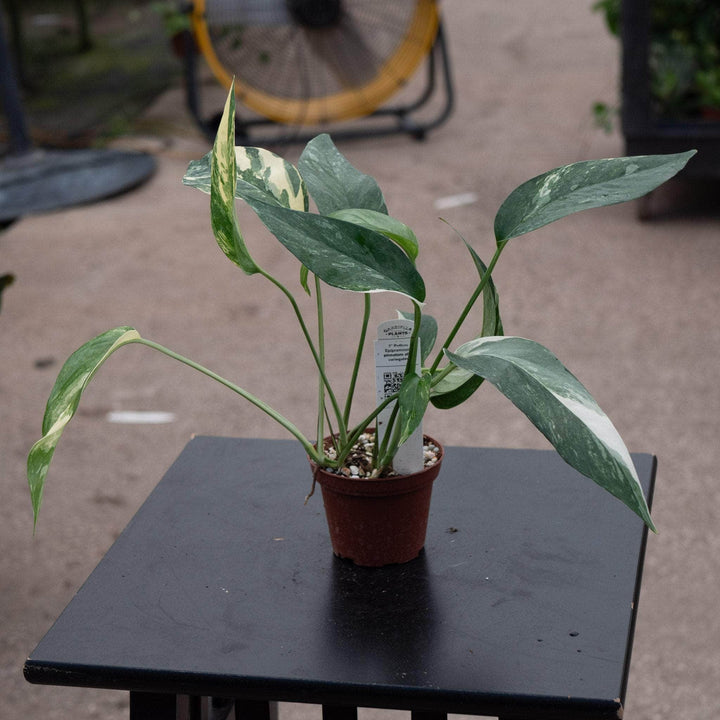 Gabriella Plants Pothos 3" Pothos Epipremnum pinnatum albo variegata