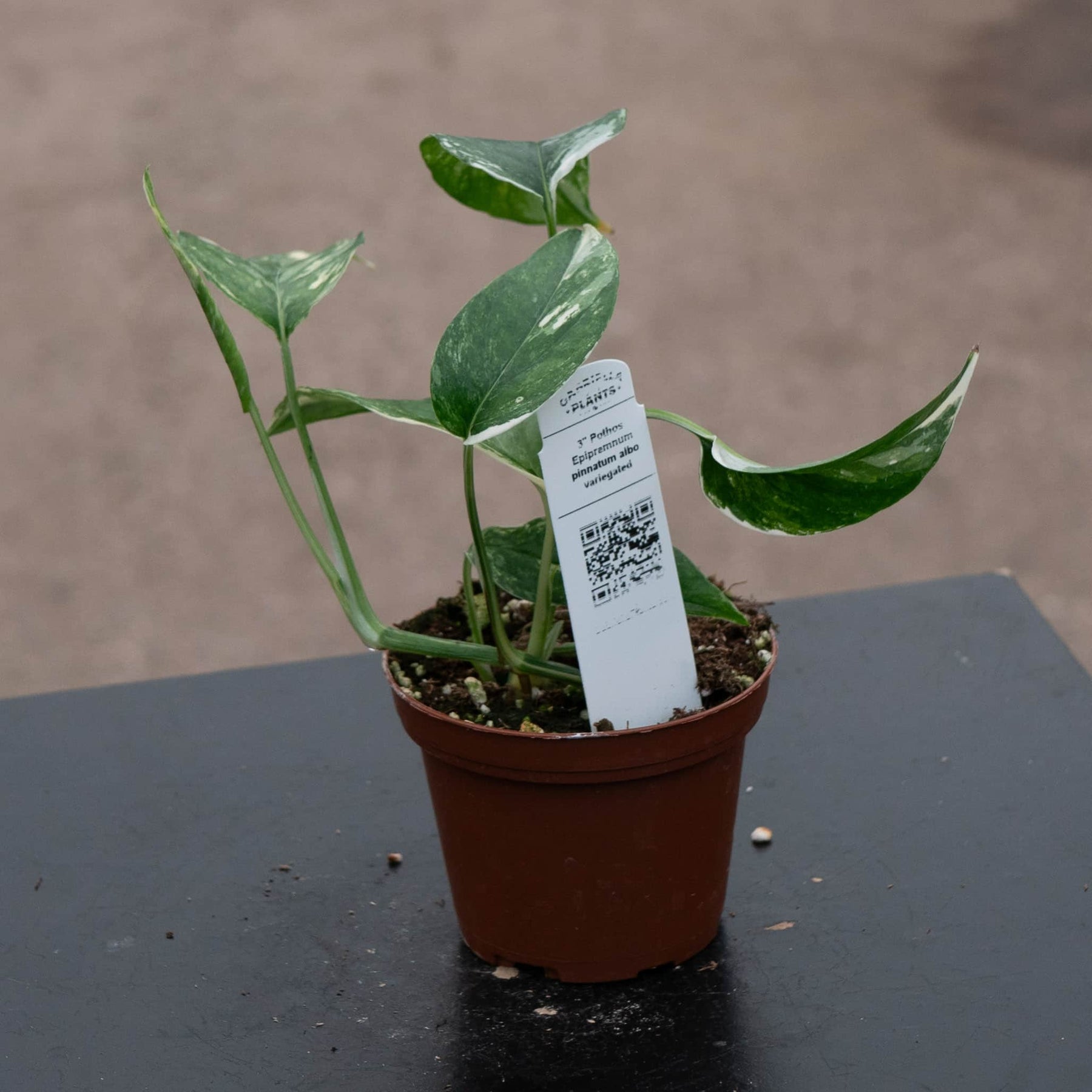 pothos albo Epipremnum pinnatum albo variegata
