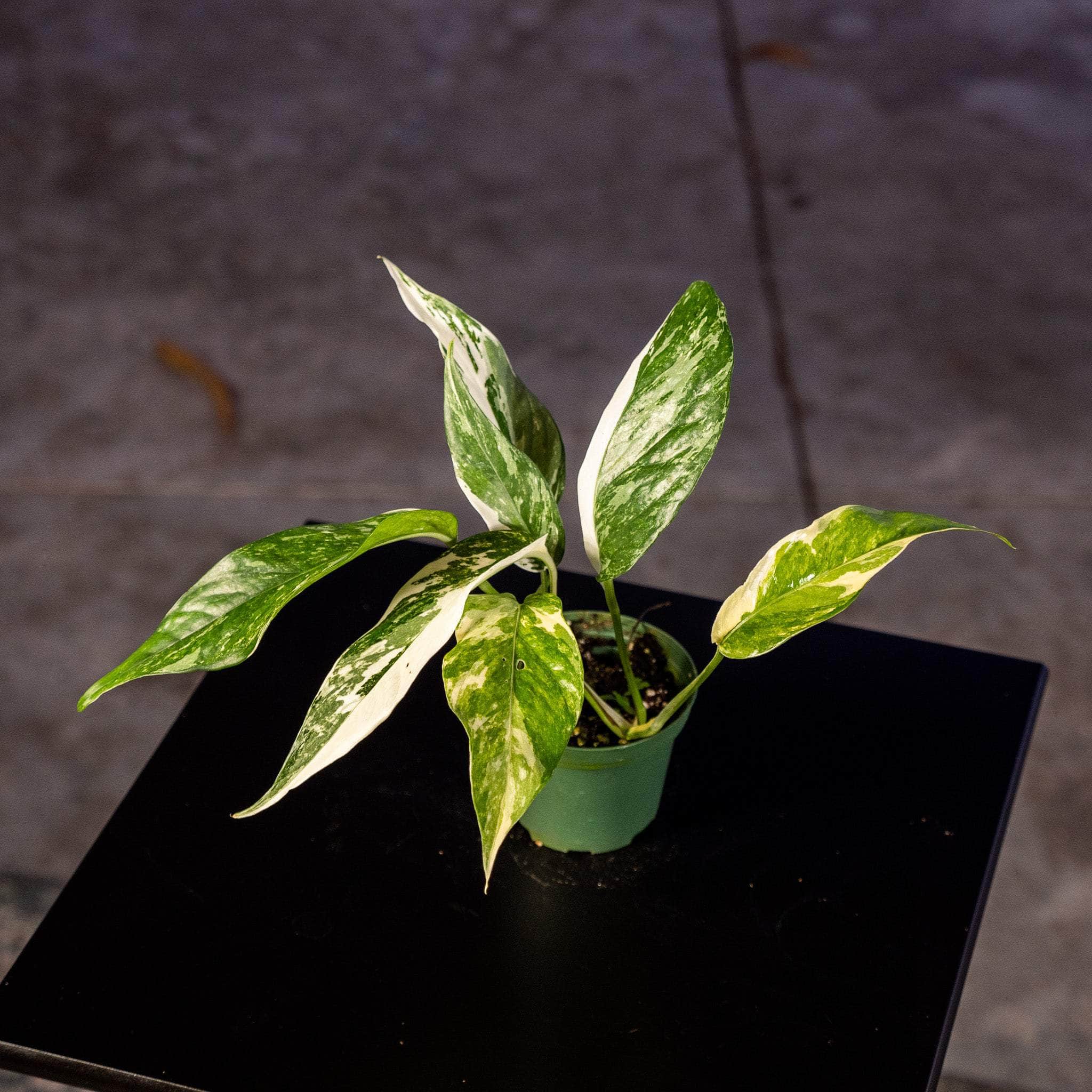 Epipremnum Pinnatum Albo A2 – Zero's Plants
