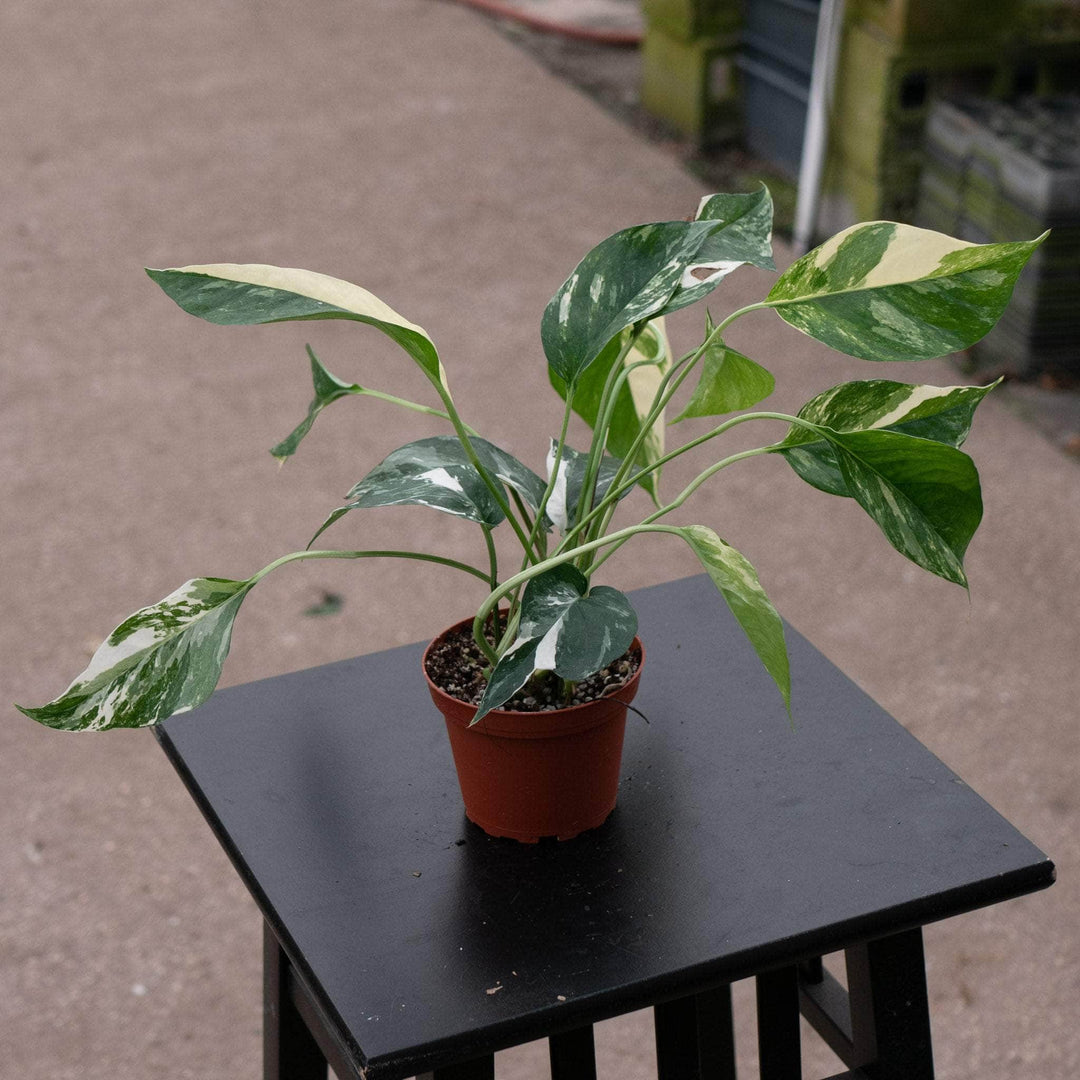 variegated albo pothos Pothos Epipremnum pinnatum albo variegata