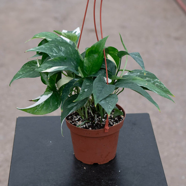 Gabriella Plants Pothos 5" Pothos Epipremnum pinnatum albo variegata