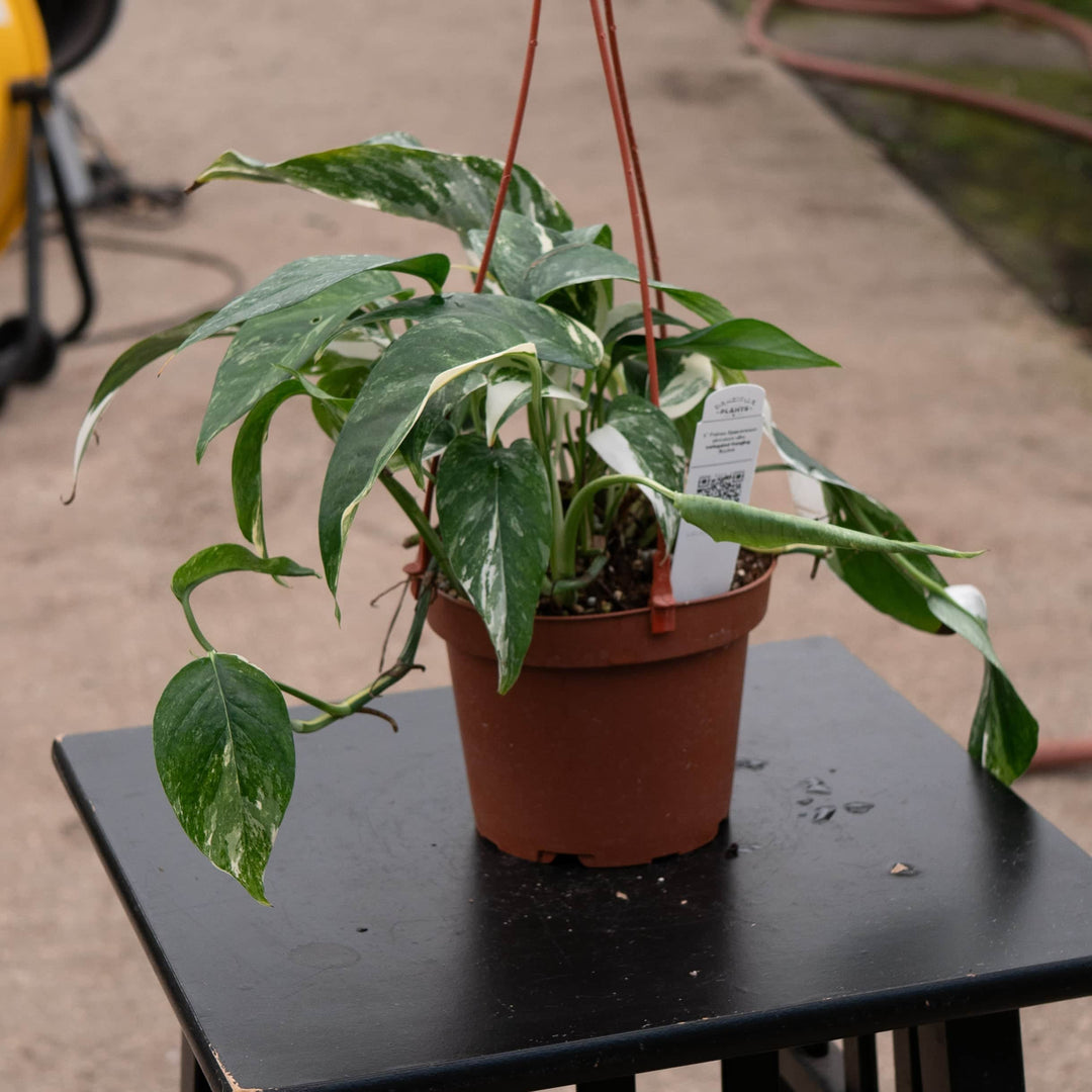 albo pothos Epipremnum pinnatum albo variegata