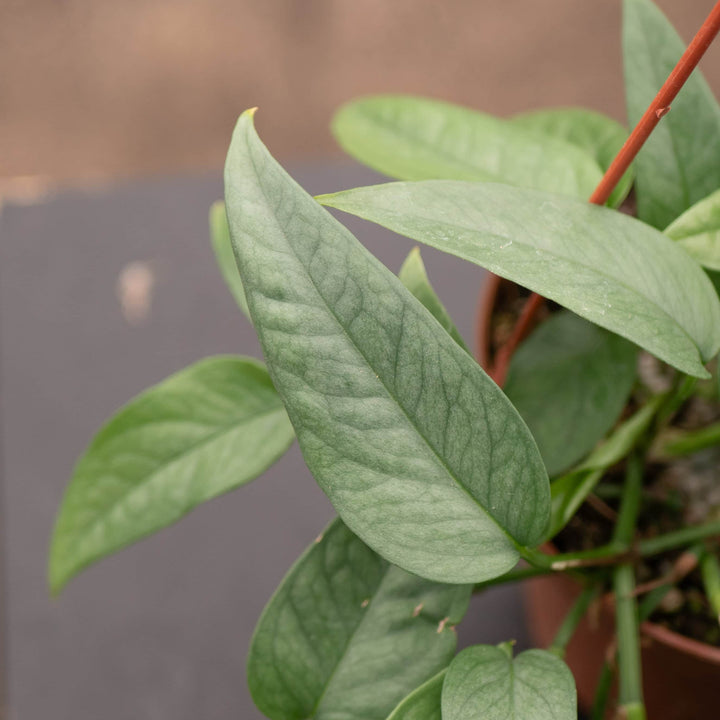 Gabriella Plants Pothos Pothos Epipremnum pinnatum 'Cebu Blue'