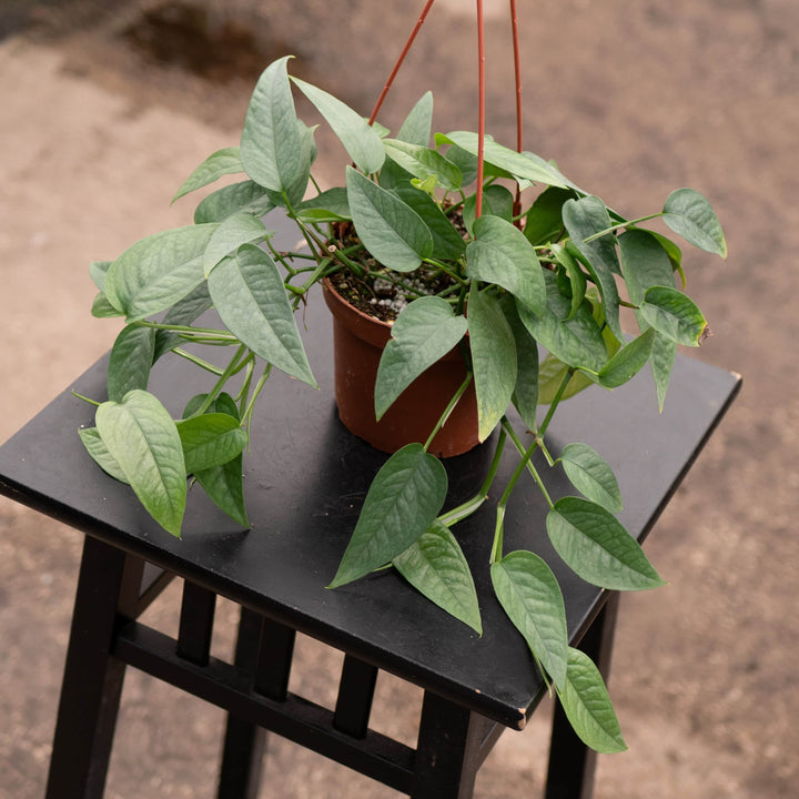 Gabriella Plants Pothos Pothos Epipremnum pinnatum 'Cebu Blue'