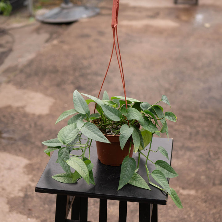 Gabriella Plants Pothos Pothos Epipremnum pinnatum 'Cebu Blue'